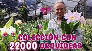 Estás orquídeas son únicas en el mundo COLECCIÓN DE ORQUÍDEAS PREMIADAS │Candy Bu