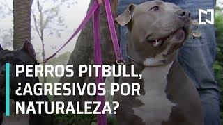 Perros de raza pitbull ¿son agresivos por naturaleza? - Despierta