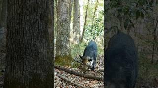 Wild Hog Searching for Food #animalshorts #trailcamera #pigs #naturelovers #wildlife
