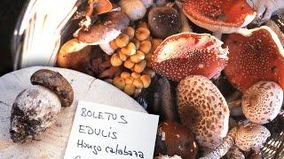 Mushrooms. Types edible species and mycology notes with specialists  Documentary film