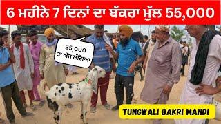 55000 ਮੰਗਦਾ ਬਾਈ 7 ਮਹੀਨੇ ਦੇ ਬੱਕਰੇ ਦਾ ll TUNGWALI MANDI ll #bakrimandipunjab #punjabi