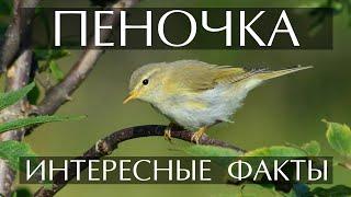 Пеночка - интересные факты Фото видео пение