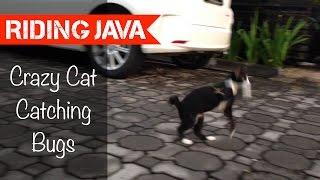 Crazy Cat Catching Bugs in Yogyakarta