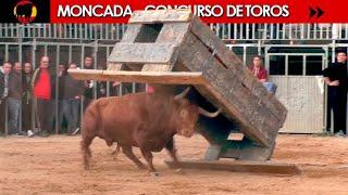 CONCURSO DE TOROS ◾ MONCADA ◾  Benavent  Alba Atenea  F.Machancoses G.Vidal  Parejo  H. Cali