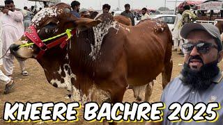 Cow Mandi Lahore  Kheere bachre 2025  sahiwal cholisthani bachre  shahpur kanjra mandi Lahore