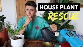 HOUSE PLANT RESCUE  HOW TO REVIVE DYING HOUSE PLANTS