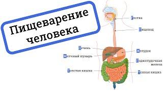 ПИЩЕВАРИТЕЛЬНАЯ СИСТЕМА человека ферменты  ПИЩЕВАРЕНИЕ человека