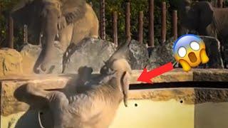 Elephant FALLS OFF CLIFF At Zoo