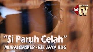 KEHEBATAN MURAI PARUH CELAH SI CASPER EJE JAYA BANDUNG + TIPS RAWATAN