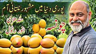 Best mangoes of the world Multan  iftikhar Ahmad usmani  ایکسپورٹ کوالٹی پاکستانی آم
