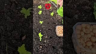 The fastest way to plant vegetables