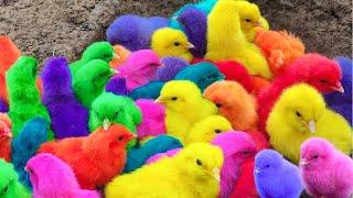 Tangkap Ayam Lucu Ayam Warna Warni Ayam Rainbow Bebek Angsa Ikan Hias Hamster Kelinci Kura