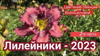 Сеянцы лилейников Ворошиловой. Часть 2  Сад Ворошиловой