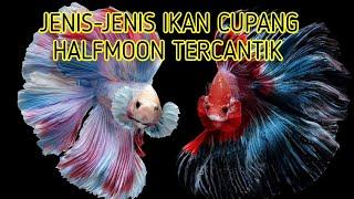 JENIS JENIS IKAN CUPANG HALFMOON