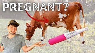 FASTEST Way to Find Out if Your Cow is Pregnant