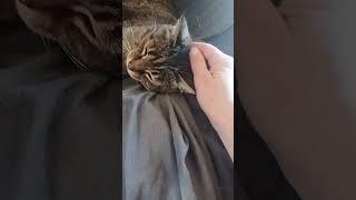Cat Ear Itch pt2