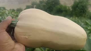 big bottle gourd farming in Pakistan