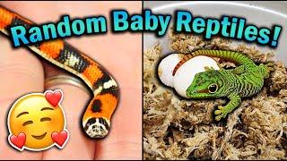 Recent Baby Reptiles that have Hatched