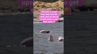 The wild flamingos of Atacama in Chile. Just one of the reasons you gotta go #shorts #wildlife