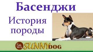 Басенджи История породы. откуда родом басенджи? басенжди - древнейшая порода