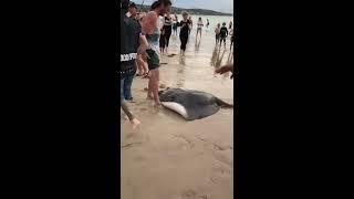 Angry Onlookers Confront Fishermen Who Pulled Enormous Stingray Onto Adelaide Beach