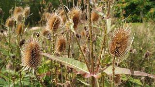 Fullers Teasel made your clothes fluffy Dipsacus fullonum