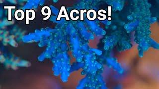 My Top 9 Favourite Acropora Corals To Keep In Your Reef Aquarium