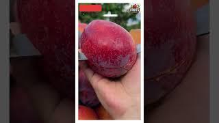  Ultimate Mixed Fruit Slicing Compilation Fruits Knowledge #FruitArt #ASMR #shorts