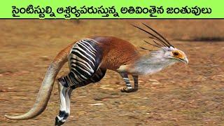 unknown and unique creatures in the world  facts in telugu  telugu news  in the world  top 10