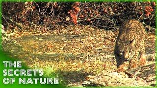 Discovering Animal Behaviour 23 - The Secrets of Nature