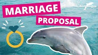 WEDDING PROPOSAL at Dolphin Academy  #22
