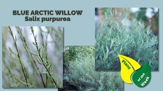 BLUE ARCTIC WILLOW  Salix purpurea