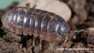 How to Get Rid of Pillbugs - DIY Pest Control