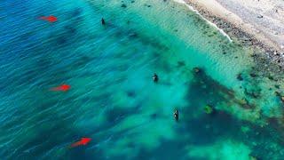 Absolut mayhem in crystal clear water.  Seatrout and garfish. English subtitles