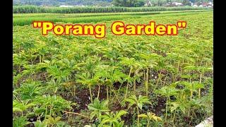 Five Hectares of Porang Bulbs Garden