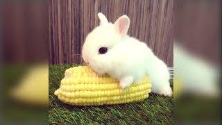 Cute Rabbit - Funny And Cute Bunny Videos Compilation Of Rabbits -- NEW