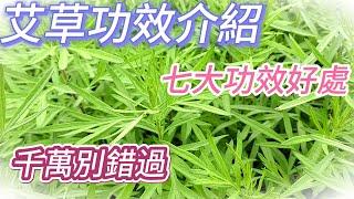 艾草的功效介紹#中藥#藥草#野草#草#艾#艾葉