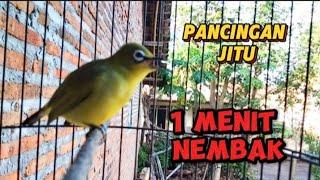 paling di sukai semua jenis pleci pleci di jamin nyaut pleci gacor