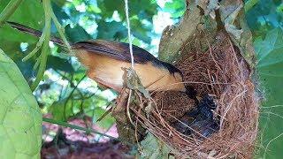 Mother Pokes baby bird to wake up them from Deep-sleep  Sleeping bird
