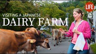 Visiting a Japanese Dairy Farm  Life in Japan EP 266