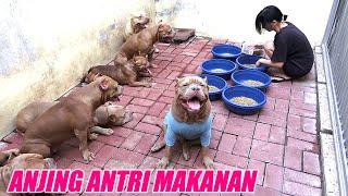 DISIPLIN BANGET  ANJING PITBULL NGAK MAKAN SEBELUM DIIZINKAN   DOG VIDEOS #hewiepitbull