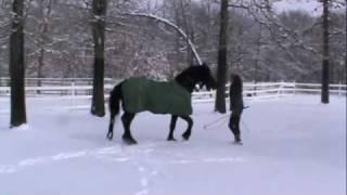 Friesian Stallion Frederik the Great Bucking Bronco in the snow