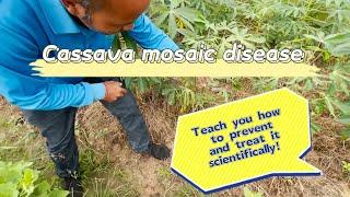 Cassava mosaic diseases can cause serious harm  how to prevent and treat them scientifically