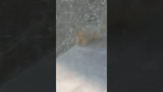 Squirrel Tries To Escape From Cat