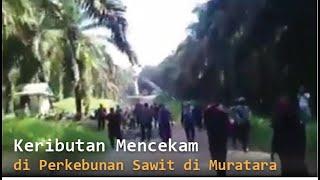 Viral Video Keributan di Perkebunan Sawit di Muratara Sumsel