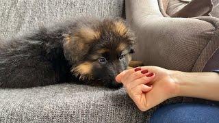 German Shepherd Puppy Thinks His Human Stole His Nose So Cute