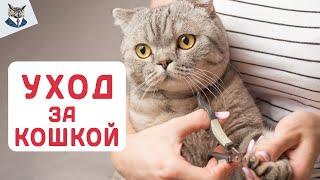 КОТЫ 2023  Как правильно ухаживать за кошкой в 2023 годе