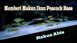 MEMBERI MAKAN IKAN PEACOCK BASS  RAKUS ABIS