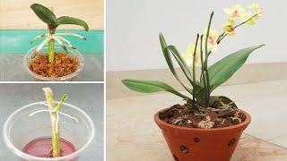 Eat this and the orchid will grow new roots and bloom forever