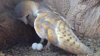 Barn Owl Lays Eggs At Last  Gylfie & Dryer  Robert E Fuller